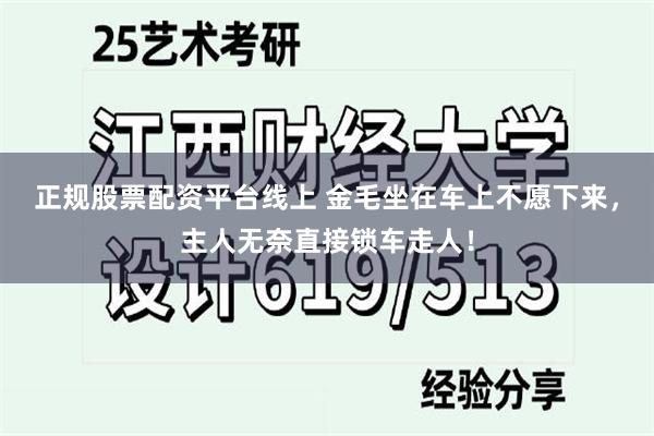 正规股票配资平台线上 金毛坐在车上不愿下来，主人无奈直接锁车走人！