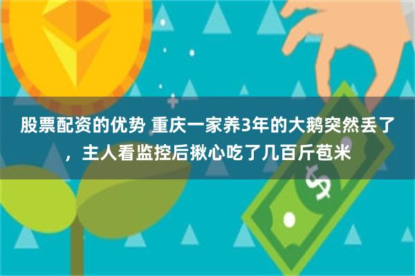 股票配资的优势 重庆一家养3年的大鹅突然丢了，主人看监控后揪心吃了几百斤苞米